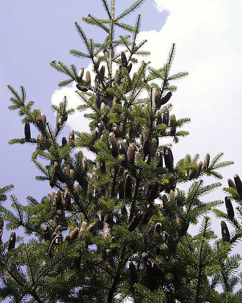Abies balsamea